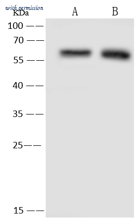 Sino Biological 203589-T36 image 1