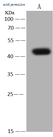 Sino Biological 203581-T44 image 1