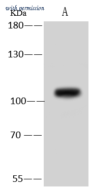 Sino Biological 203525-T44 image 1