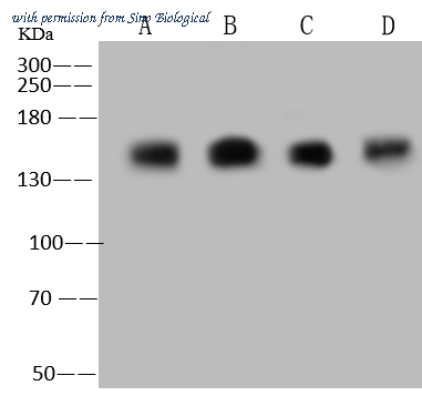 Sino Biological 203515-T36 image 1