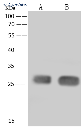 Sino Biological 203057-T38 image 1