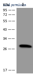 Sino Biological 202844-T36 image 1