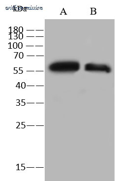 Sino Biological 202829-T40 image 1