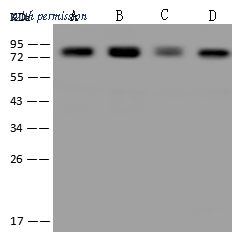 Sino Biological 202378-T36 image 1