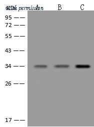 Sino Biological 202376-T46 image 1