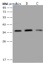 Sino Biological 202371-T36 image 1