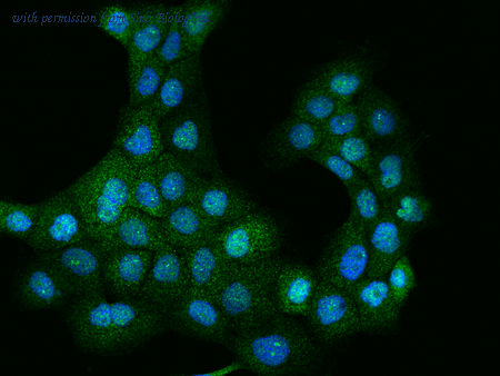 Sino Biological 201960-T02 image 1