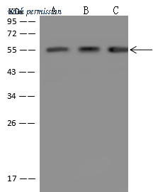 Sino Biological 201790-T46 image 1