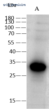 Sino Biological 201131-T40 image 1