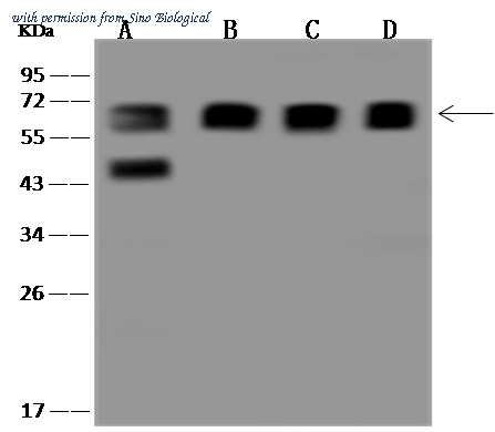 Sino Biological 201017-T46 image 1