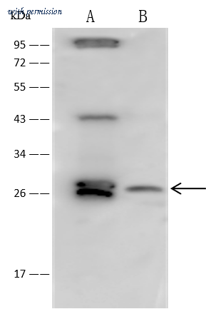 Sino Biological 14367-T60 image 1