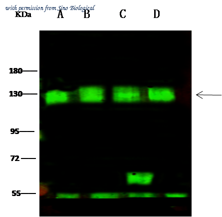 Sino Biological 11724-T52 image 1
