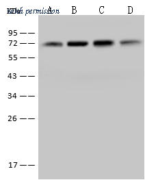 Sino Biological 11660-MM07 image 1