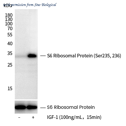 Sino Biological 110595-R0044 image 1