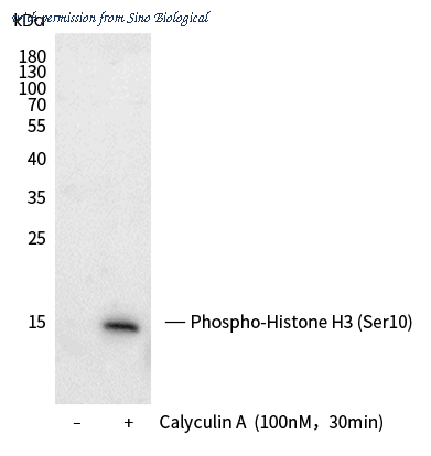 Sino Biological 110483-R0126 image 1