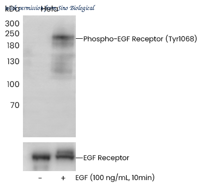 Sino Biological 110463-R0027 image 1