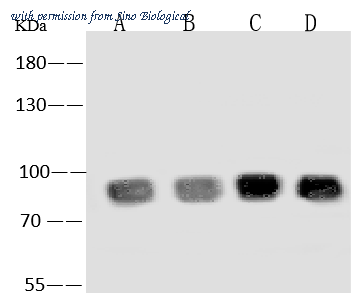 Sino Biological 11020-T50 image 1