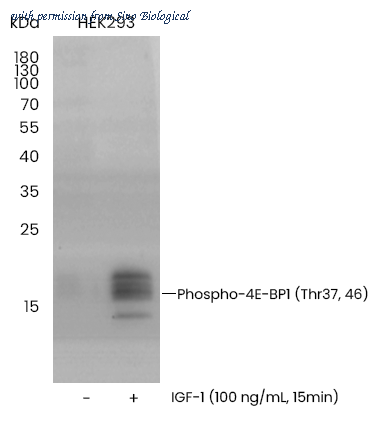 Sino Biological 109860-R0014 image 1