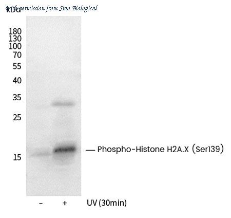 Sino Biological 109859-R0016 image 1