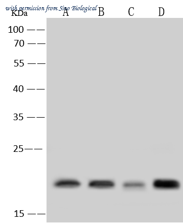 Sino Biological 109611-T36 image 1