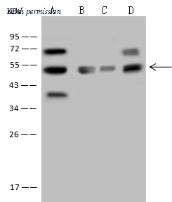Sino Biological 105392-T36 image 1