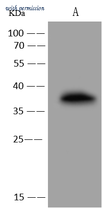 Sino Biological 100954-T44 image 1