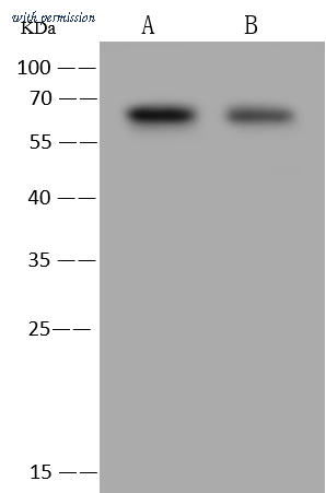 Sino Biological 100836-T32 image 1