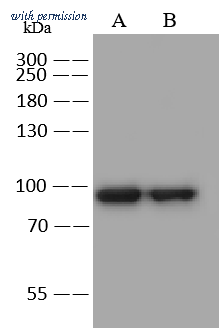 Sino Biological 100735-T38 image 1