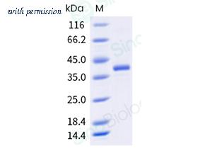 Sino Biological 24266-H01H image 1