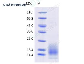 Sino Biological 10620-H49H-B image 1