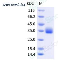 Sino Biological 40592-V08H154 image 1