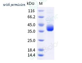 Sino Biological 40592-V08H155 image 1