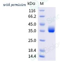 Sino Biological 40592-V49H15-B image 1