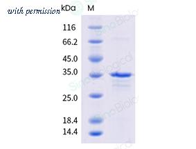 Sino Biological 69089-V53E image 1
