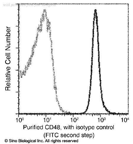 Sino Biological 80286-R002 image 1