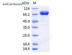 Sino Biological 11055-V08H7 image 1