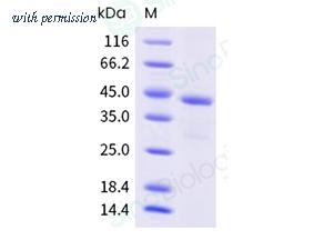 Sino Biological 308-SCY0120 image 1