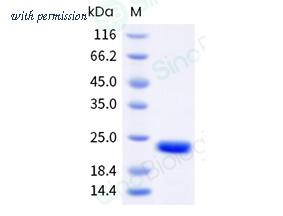 Sino Biological 308-SCY0160 image 1