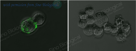 Sino Biological 40150-D003 image 1