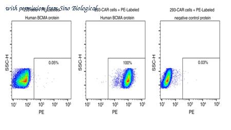 Sino Biological 10620-H86H-SP image 1
