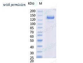 Sino Biological 10700-H02H image 1
