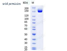 Sino Biological 10780-H42H1-B image 1