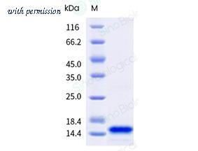 Sino Biological 41041-V08E image 1