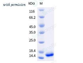 Sino Biological 41043-V07E image 1