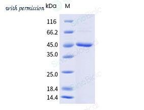 Sino Biological 41052-V08B image 1