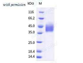 Sino Biological 41054-V08B image 1