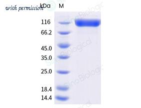 Sino Biological 50998-M49H-B image 1