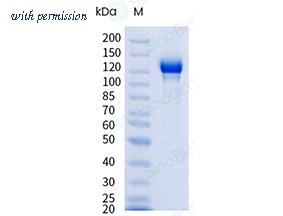 Sino Biological 90285-C38H image 1