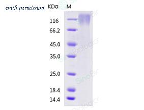 Sino Biological 90891-C08H-E image 1