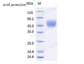 Sino Biological 91053-K08H image 1